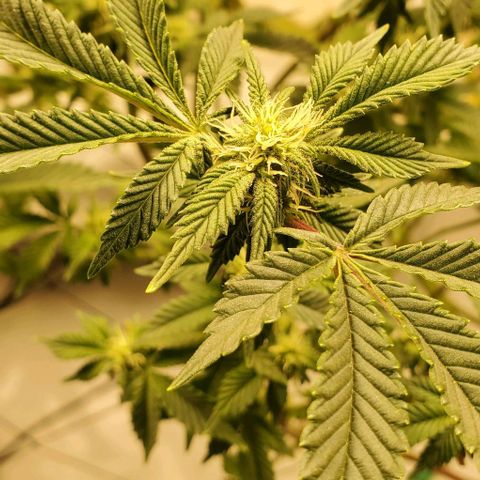 Glookies growlog timeline photo