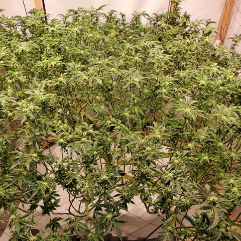 Glookies growlog timeline photo