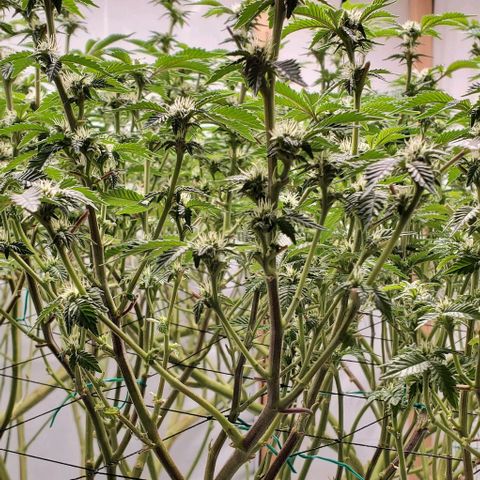 Glookies growlog timeline photo