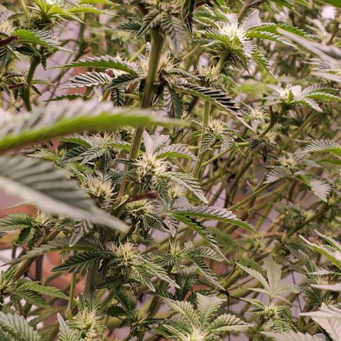Glookies growlog timeline photo