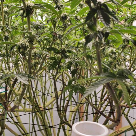 Glookies growlog timeline photo