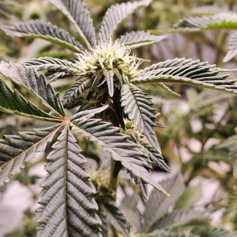 Glookies growlog timeline photo