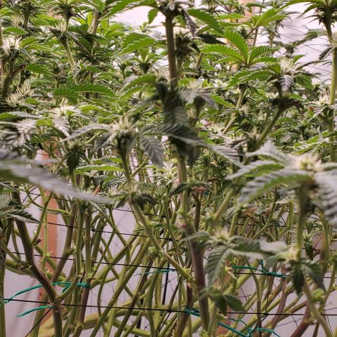 Glookies growlog timeline photo