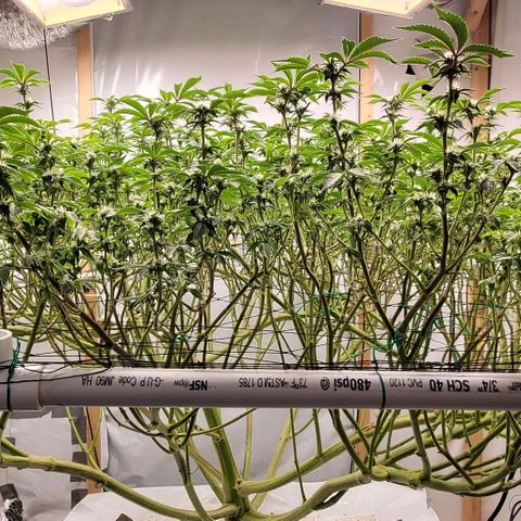 Glookies growlog timeline photo