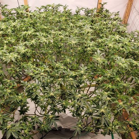Glookies growlog timeline photo