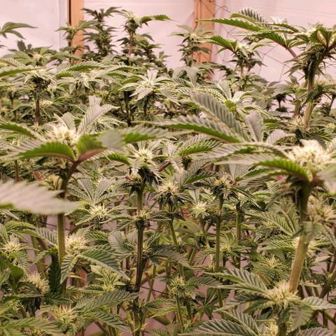 Glookies growlog timeline photo