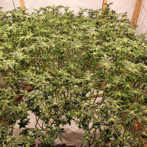 Glookies growlog timeline photo