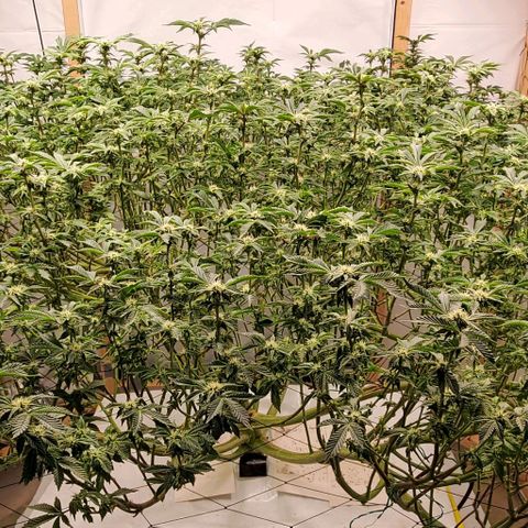 Glookies growlog timeline photo