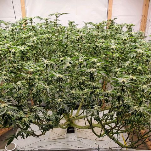 Glookies growlog timeline photo