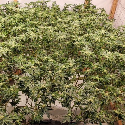 Glookies growlog timeline photo