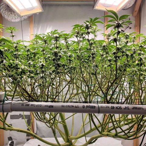 Glookies growlog timeline photo