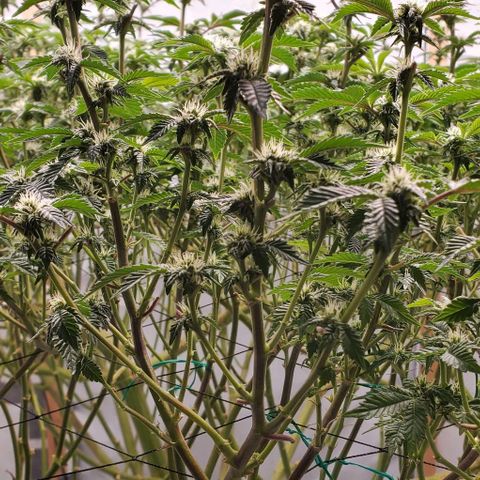 Glookies growlog timeline photo