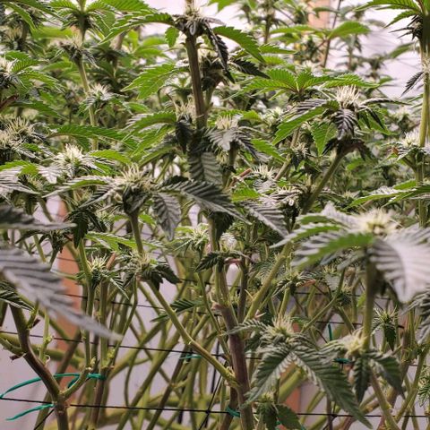 Glookies growlog timeline photo