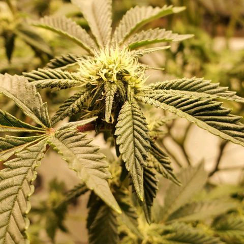 Glookies growlog timeline photo