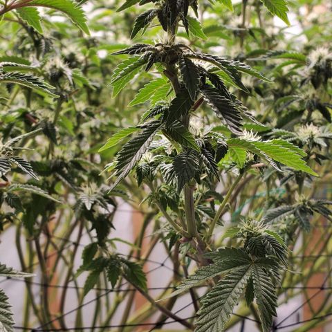 Glookies growlog timeline photo