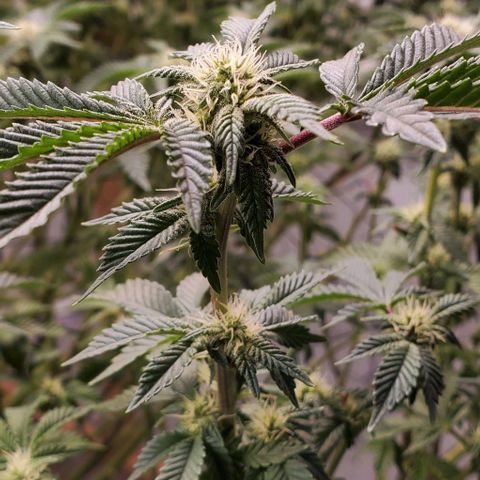 Glookies growlog timeline photo