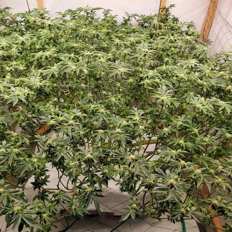 Glookies growlog timeline photo