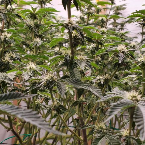 Glookies growlog timeline photo