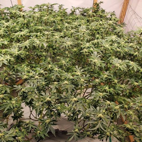 Glookies growlog timeline photo