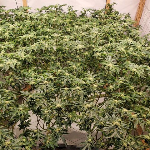 Glookies growlog timeline photo