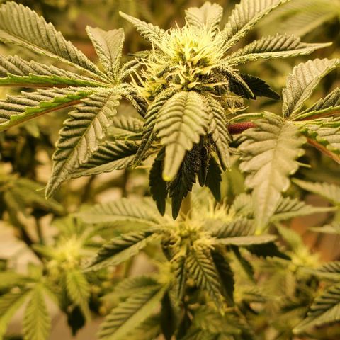 Glookies growlog timeline photo