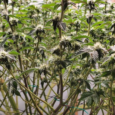Glookies growlog timeline photo