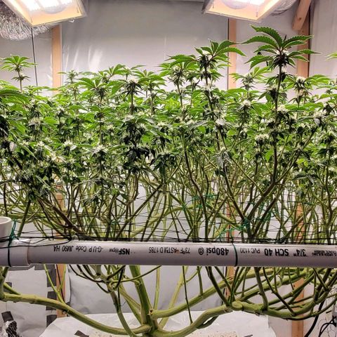 Glookies growlog timeline photo