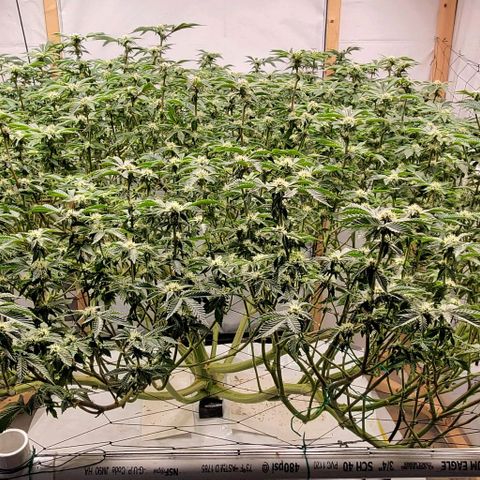 Glookies growlog timeline photo