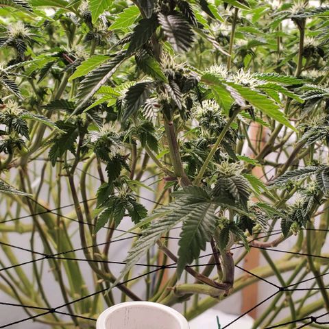Glookies growlog timeline photo