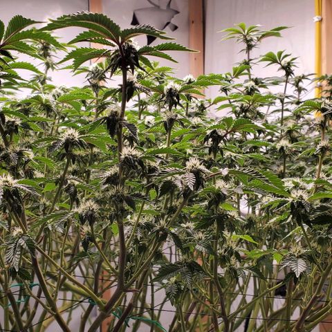 Glookies growlog timeline photo
