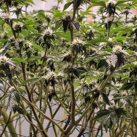 Glookies growlog timeline photo