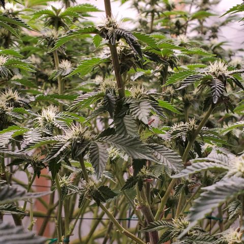 Glookies growlog timeline photo