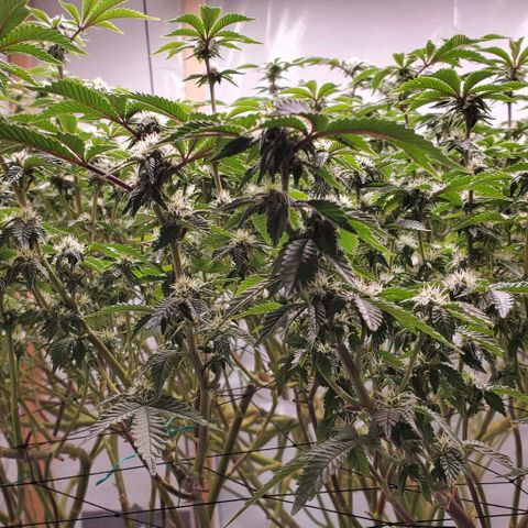 Glookies growlog timeline photo