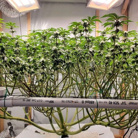 Glookies growlog timeline photo
