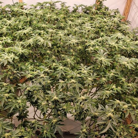 Glookies growlog timeline photo