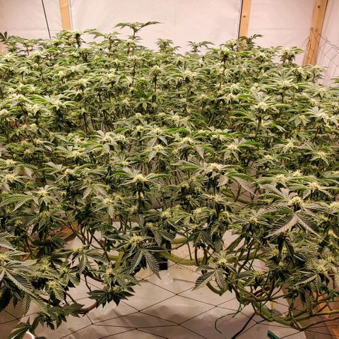 Glookies growlog timeline photo
