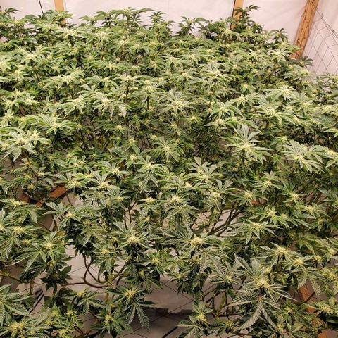 Glookies growlog timeline photo