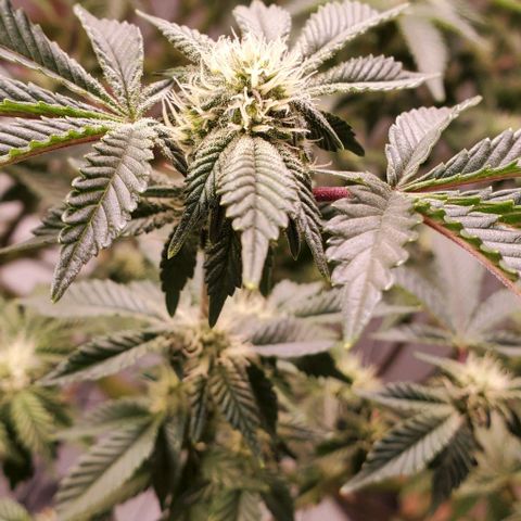 Glookies growlog timeline photo
