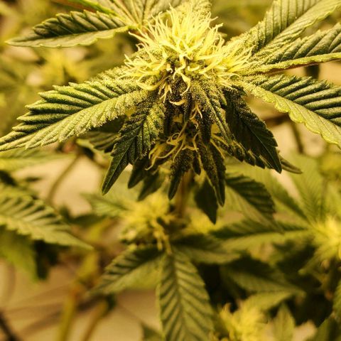 Glookies growlog timeline photo