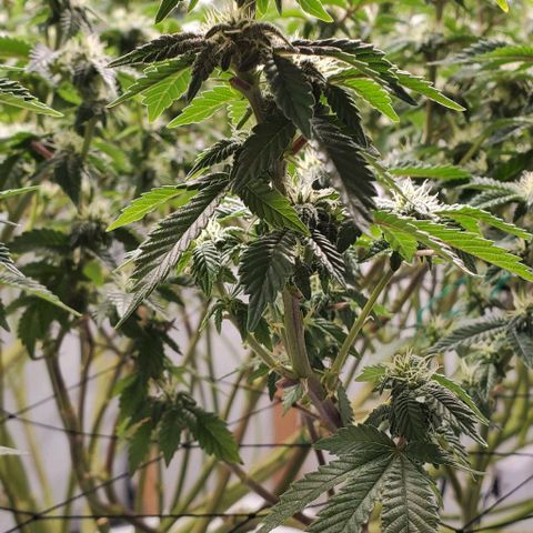 Glookies growlog timeline photo