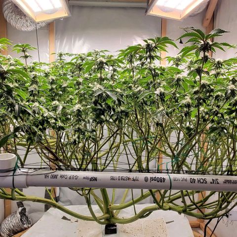 Glookies growlog timeline photo