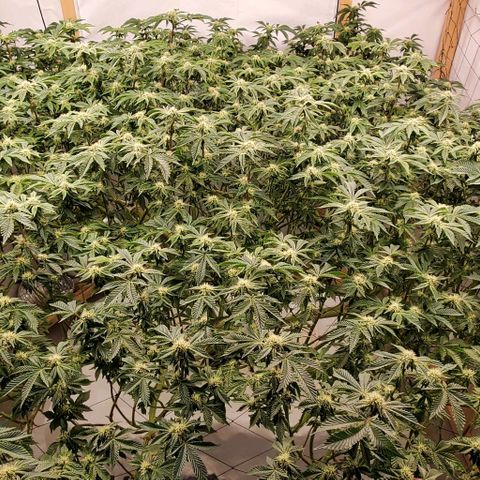 Glookies growlog timeline photo