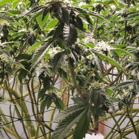 Glookies growlog timeline photo