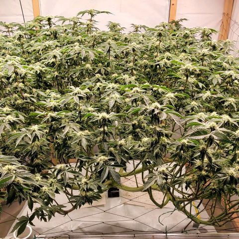 Glookies growlog timeline photo