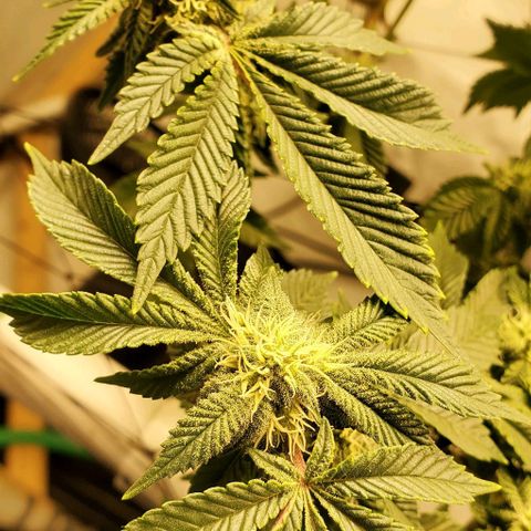 Glookies growlog timeline photo