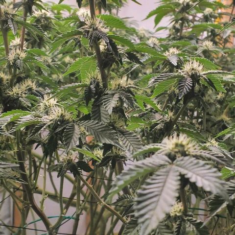 Glookies growlog timeline photo
