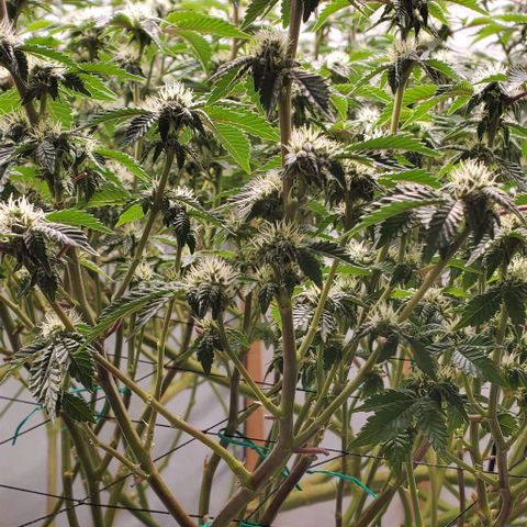 Glookies growlog timeline photo