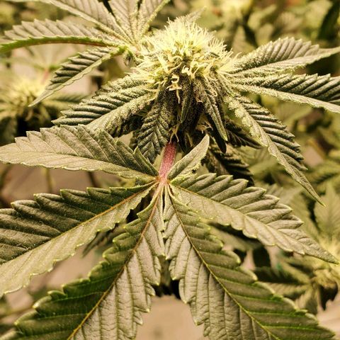 Glookies growlog timeline photo