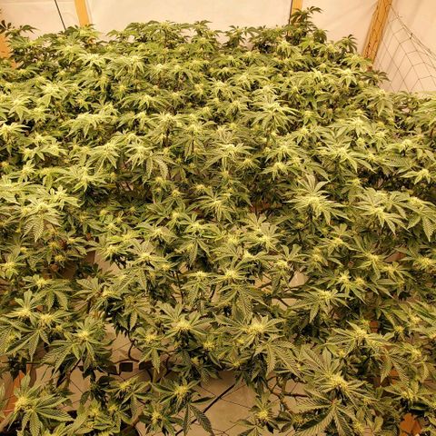 Glookies growlog timeline photo