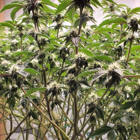 Glookies growlog timeline photo